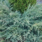 Drevica virginian siva oul: opis